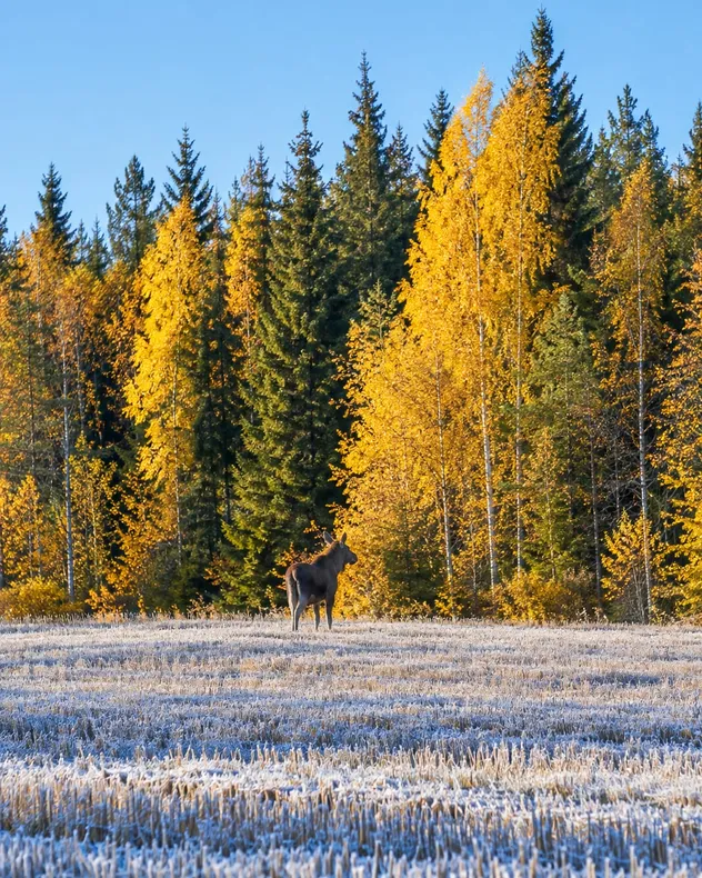 Hirvi kuuraisen sänkipellon reunalla, takana keltaisia koivuja ja kuusia sinistä taivasta vasten
